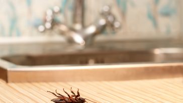 Who’s responsible for pest control? Is it the landlord, or the tenant?